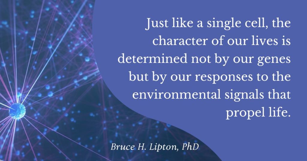 Подібно до однієї клітини, характер нашого життя визначається не нашими генами, а нашими реакціями на сигнали навколишнього середовища, які рухають життя. - Брюс Ліптон, доктор філософії