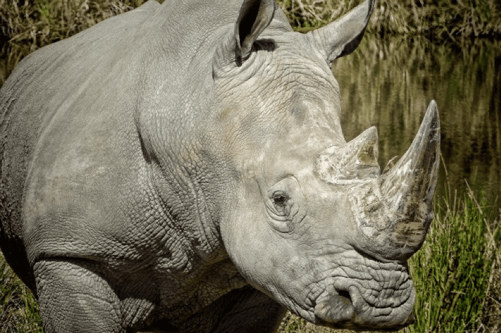 Photo by Mary Harrsch; Southern White Rhinocerous at Wildlife Safari near Winston Oregon